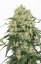 The Ultimate - feminized 3pcs Dutch Passion seeds