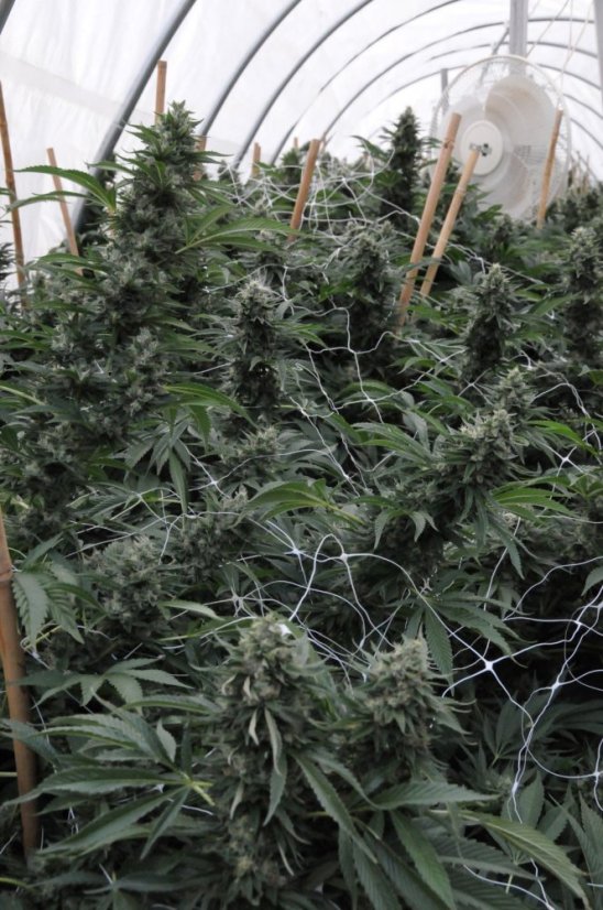 Sour Diesel 2 - nasiona feminizowane 5 sztuk Humboldt