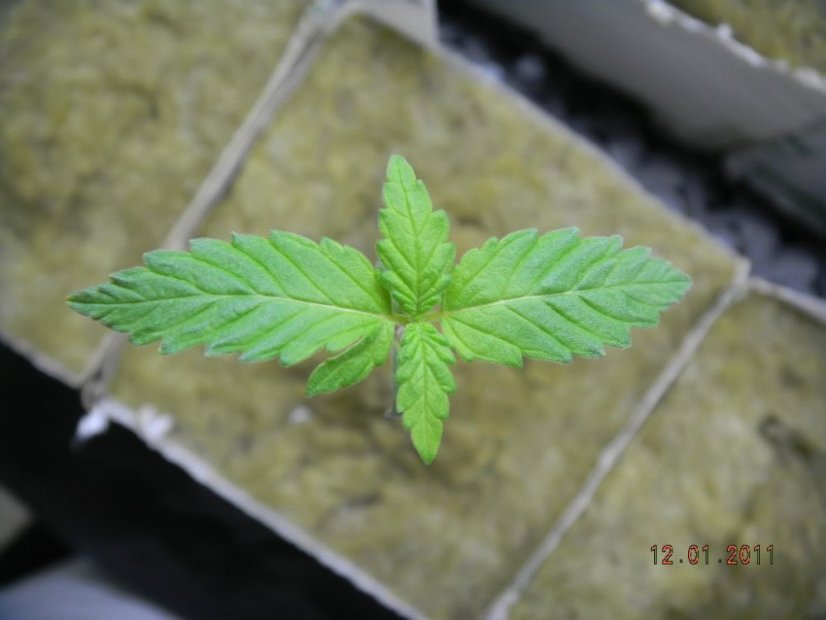 Skunk Haze 18 ks štandardizovaná semienka Mr. Nice