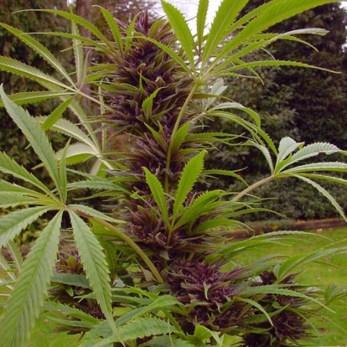 Sweet Purple 3 ks, feminizované semená Paradise Seeds
