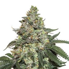 Girl Scout Cookies samonakvétací semena 5 ks Seedstockers