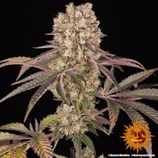 Runtz Muffin - feminisierte Marihuana Samen 3 Stück Barney's Farm