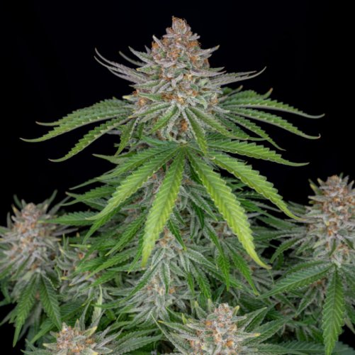 Strawberry Pie Auto - automatycznie kwitnące nasiona marihuany 10 szt Fast Buds