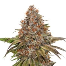 Blackberry Gum feminizovaná semena 5 ks Seedstockers