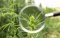 9 Most Common Cannabis Diseases and How to Solve Them