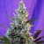 Sweet Skunk Auto - autoflowering seeds 3 pcs Sweet Seeds