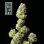 White Widow schnelle Version - feminisierte Cannabis-Samen 5Stck, Seedsman