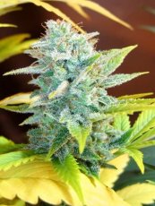 Master Kush x Skunk - Standardized seeds 18 pcs Mr. Nice