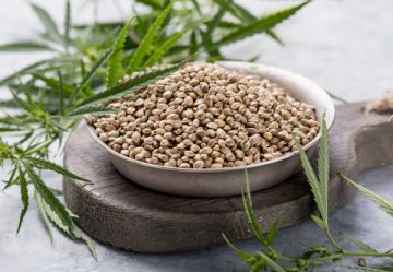 Regular Cannabis seeds - Height - medium (1 - 1.5m)