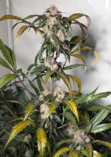 Trichome & Cream autoflower - feminized seeds 3 pcs Dutch Passion