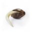 Royal Moby - feminizovaná semínka 3 ks Royal Queen Seeds