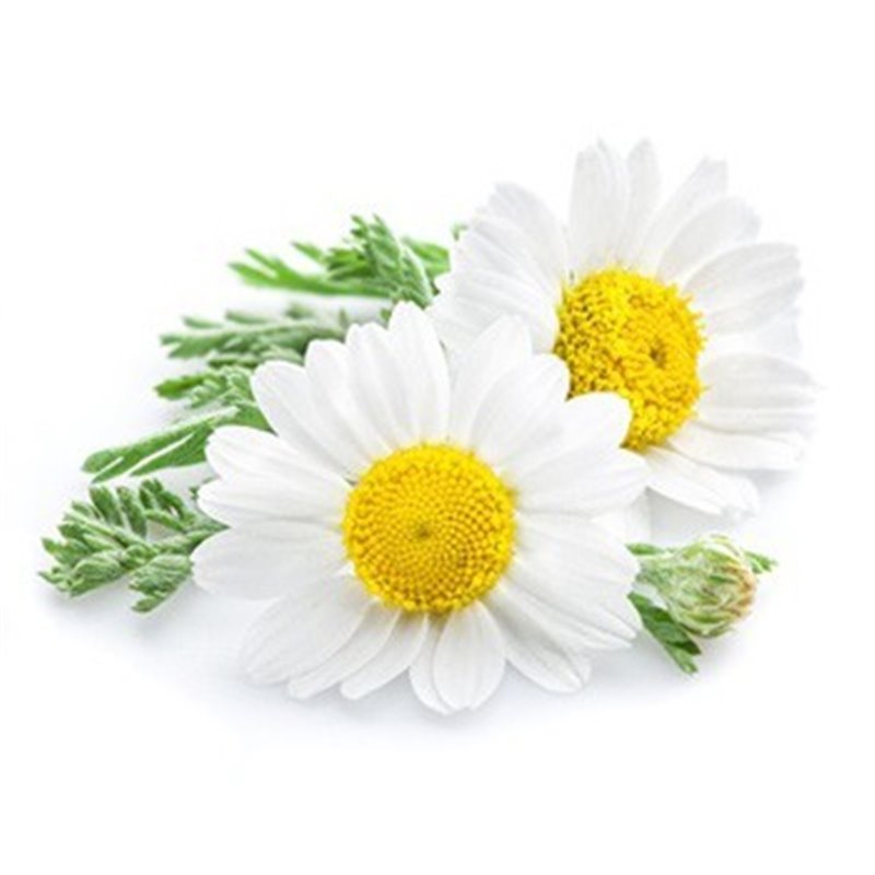 BIO Chamomile - 100% Natural Essential Oil (10ml) - Pestik