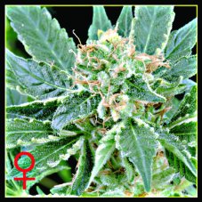AMS - 10 seeds (Outdoor), feminized Green House Seeds