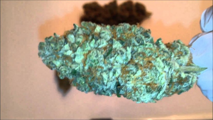 Blue Dream - nasiona feminizowane 5szt. Humboldt
