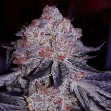 Ethos Genetics Cherry Gar-see-ya R1 feminisierte Samen