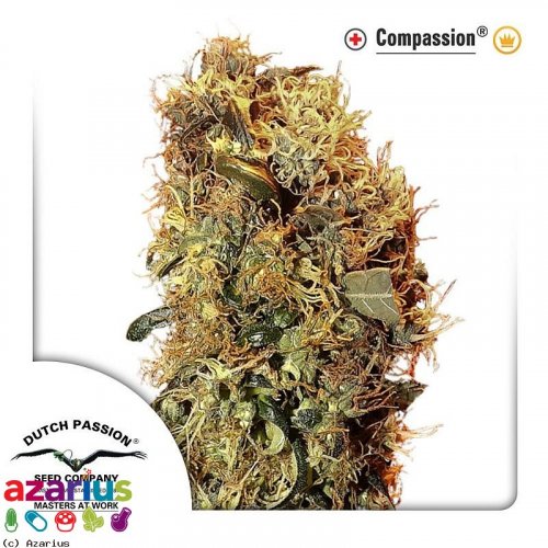 ComPassion®- Feminizowane 10ks Dutch Passion Seeds