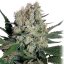 Sirup auto - feminizované semená, 3 ks, Buddha Seeds