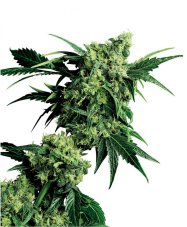 Mr Nice G13 x Hash Plant 10 ks štandardizované feminizované semená Sensi Seeds