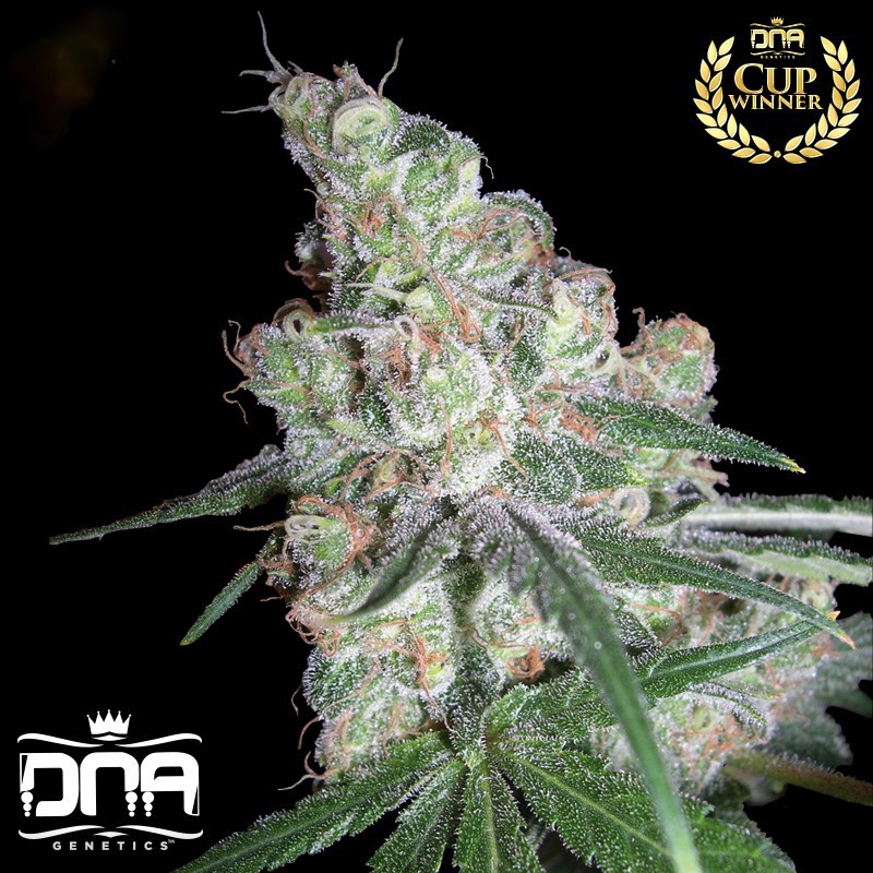 Chocolope - 3 feminizowane nasiona genetyki DNA