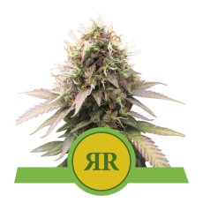 Royal Runtz Automatic - autoflowering semienka 5 ks Royal Queen Seeds