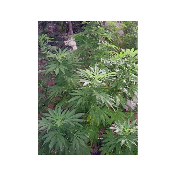 Jack 47 - feminizovaná semínka 5 ks Sweet Seeds