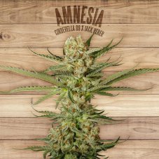 The Plant Organic Seeds Amnesia feminized seeds