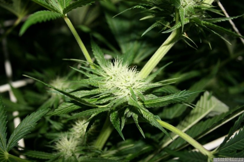 Super Haze - feminisierte 5ks Dutch Passion-Samen