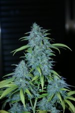 Veneno - feminized seeds 3 pcs Eva Seeds
