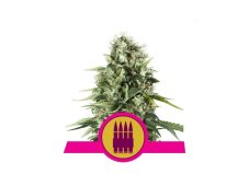 Royal AK feminized seeds 3 pcs Royal Queen Seeds