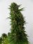 Snow Bud - semi femminizzati 10 pz Dutch Passion