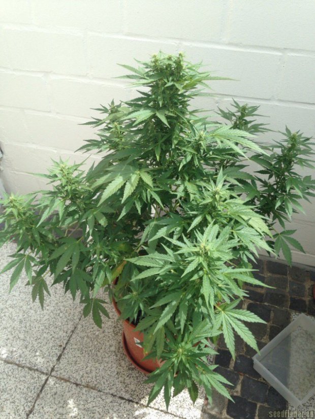 AutoDurban Poison®- samonakvétací semínka 7ks Dutch Passion