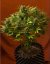 Sweet Trainwreck Auto - feminizované a autoflowering semienka 3ks Sweet Seeds