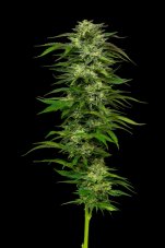 Humboldt Seed Company Dream Queen regulérní semena