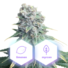 Violet Queen - feminizovaná semena konopí, 10 ks, Cannapio