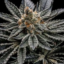 Ethos Genetics End Game R2 feminizovaná semena