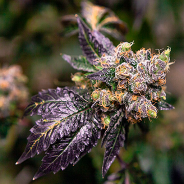 Best Cannabis Seed Banks for 2019 (Plus Their Best Selling Marijuana Seeds)
