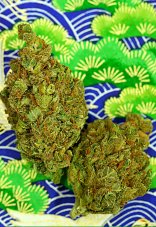 Delta 9 Labs Magnum Platinum Haze nasiona feminizowane