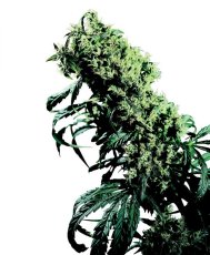 Northern Lights n.5 x Haze - Feminized Seeds 10 pcs Sensi Seeds