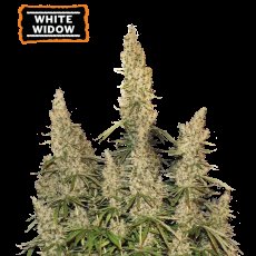White Widow Auto Feminizované Semená - 1