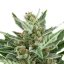 Easy Bud - fem. i 3 nasiona Royal Queen Seeds