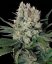 Syrup - feminizovaná a samonakvitacie semienka Buddha Seeds
