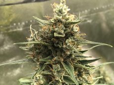 CBD 1:1 Silver Lime Haze samonakvétací semena 5 ks Seedstockers