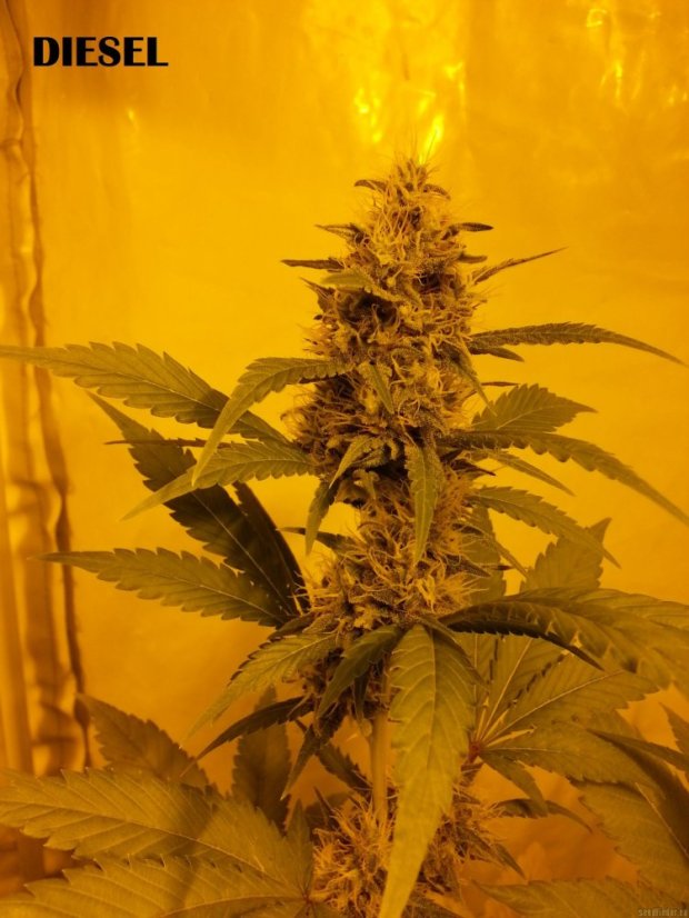 Diesel - 10 sztuk feminizowanych nasion Dinafem