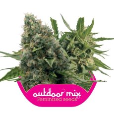 Outdoor Mix - 10 feminisierte Samen von Royal Queen Seeds
