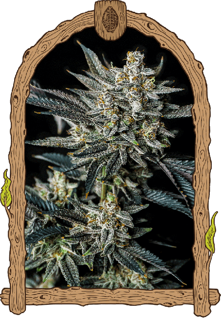 Jelly Bananen Auto - feminized autoflowering seeds, 5 pcs, Exotic Seed