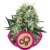 Bubble Kush - 3 sztuki feminizowanych nasion Royal Queen Seeds