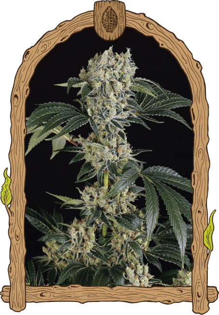 Sugar Larry - feminizované semená, 10 ks, Exotic Seed