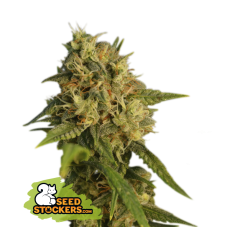 Seedstockers O.G. Kush feminizované semená