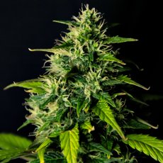 DC Cure 1:1 - autoflowering Samen 10 Stück, Doctor's Choice