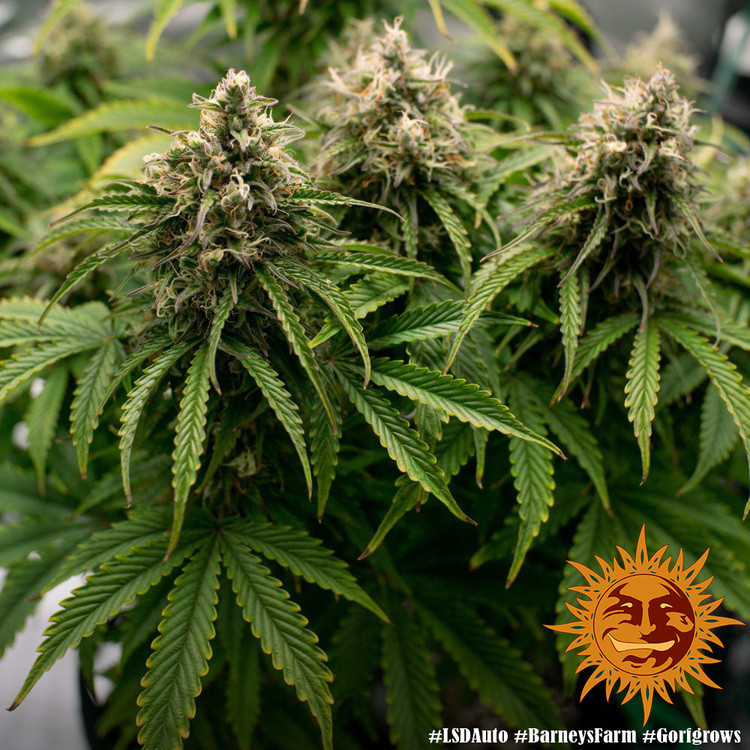 LSD AUTO - samonakvétací semienka 5 ks Barney's Farm